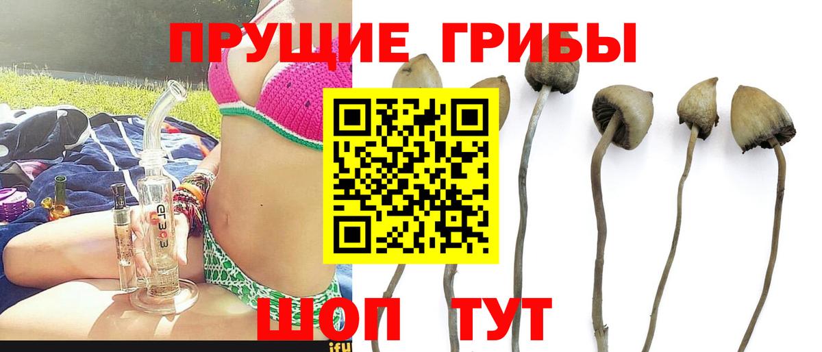 Псилоцибиновые грибы мухоморы  Галлюциногенные грибы Magic Shrooms  Россошь  продажа наркотиков  Вход с VPN 